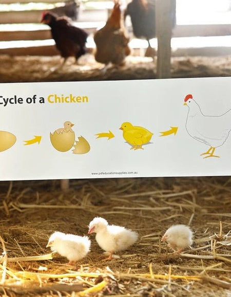 Chicken life cycle sign