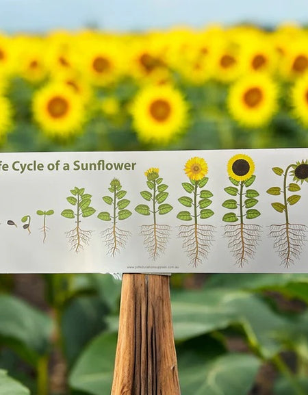 sunflower life cycle sign
