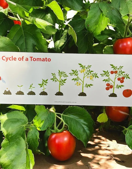 understanding how a tomato grows sign