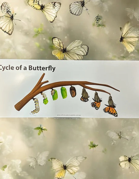 Metal Sign: Life Cycle of a Butterfly