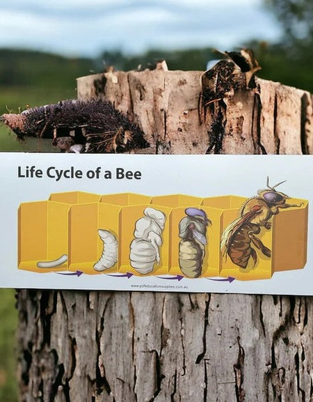 outdoor life cycle of bee sign