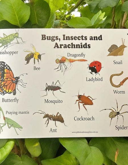Corflute Sign: Bugs, Insects & Arachnids