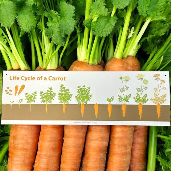 carrot life cycle sign