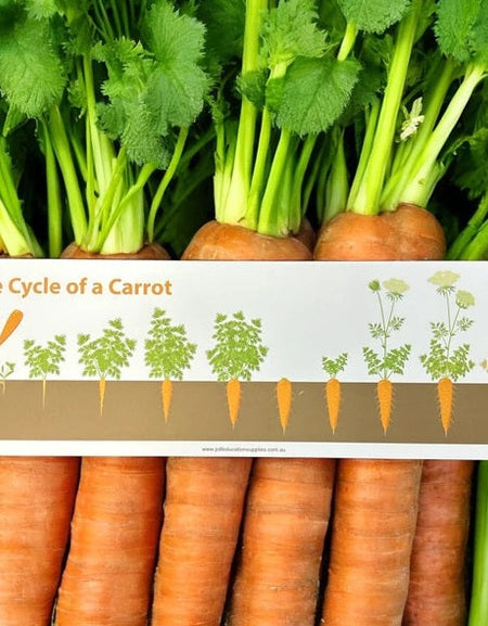 carrot life cycle sign