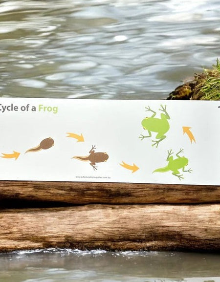 Metal Sign: Life Cycle of a Frog