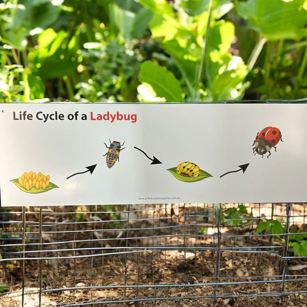 how a ladybug grown outdoor learning sign