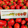 learn how strawberry grown sign