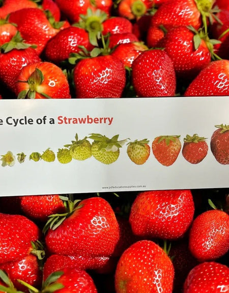 learn how strawberry grown sign