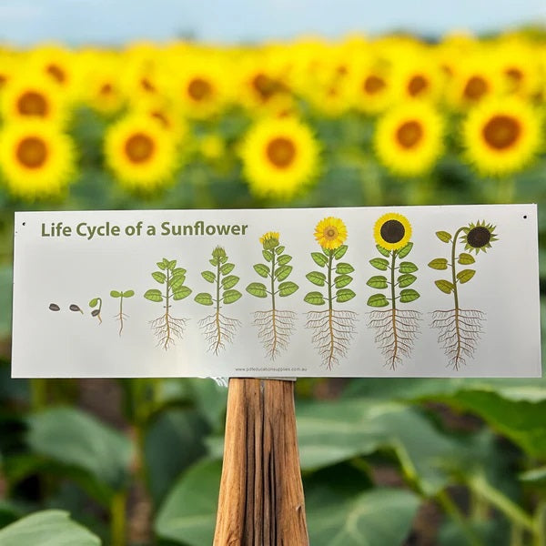 sunflower life cycle sign