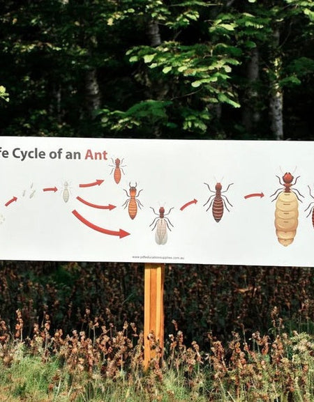 Metal Sign: Life Cycle of an Ant