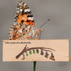 Wood Sign: Life Cycle of a Butterfly