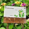 Corflute Sign: Life Cycle of a Plant