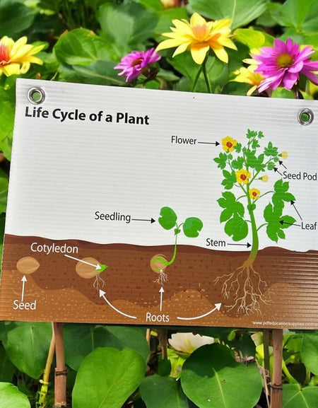 Corflute Sign: Life Cycle of a Plant