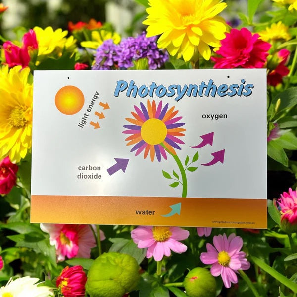 Photosynthesis of plants sign